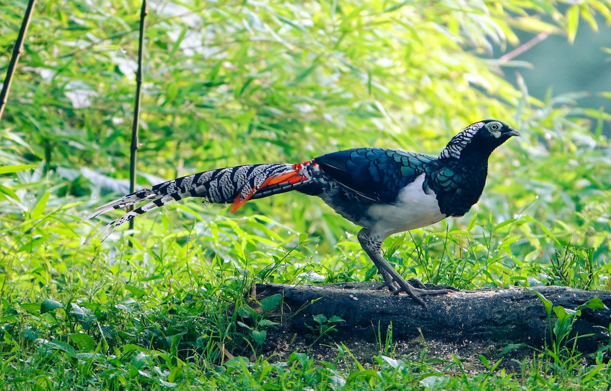 Lady Amherst's Pheasant - ML640343869
