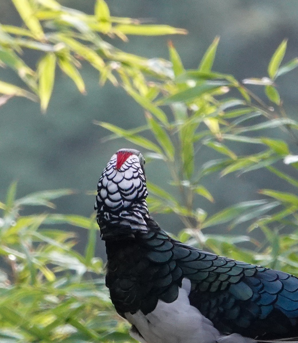 Lady Amherst's Pheasant - ML640343881