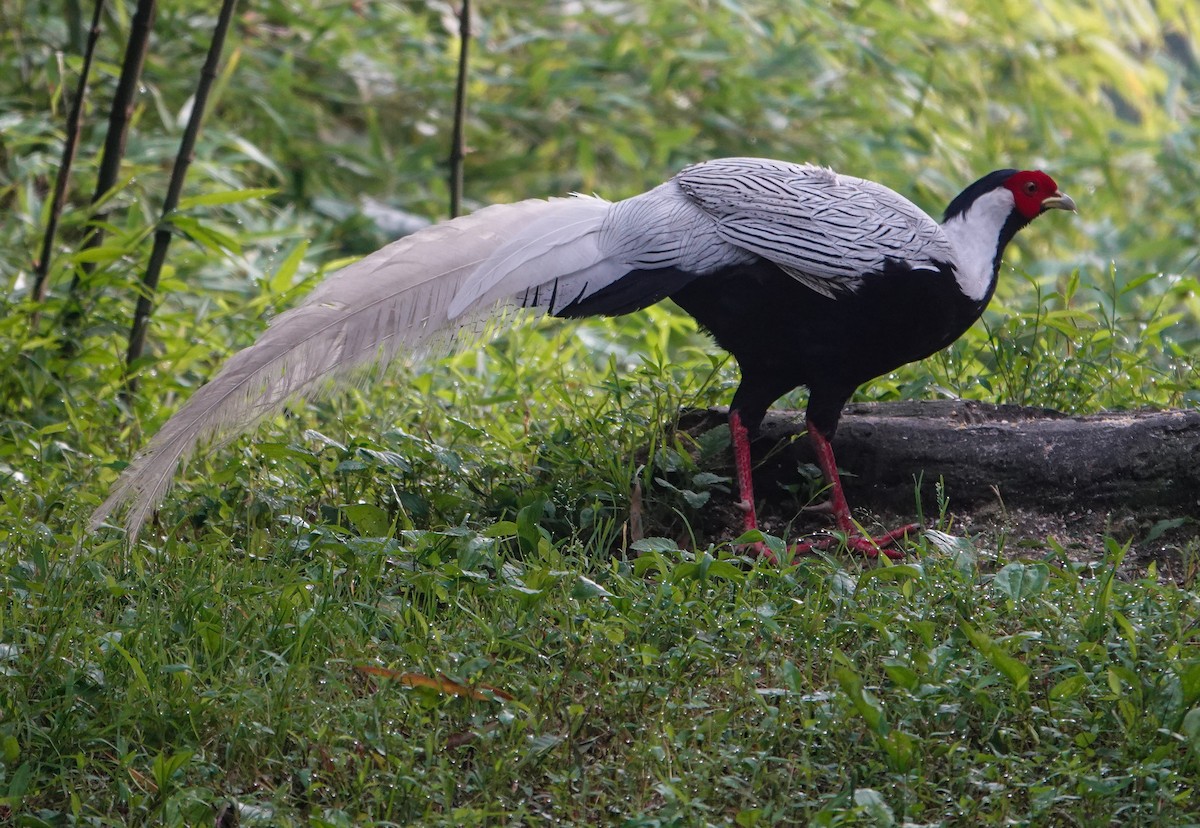 Silver Pheasant - ML640343919