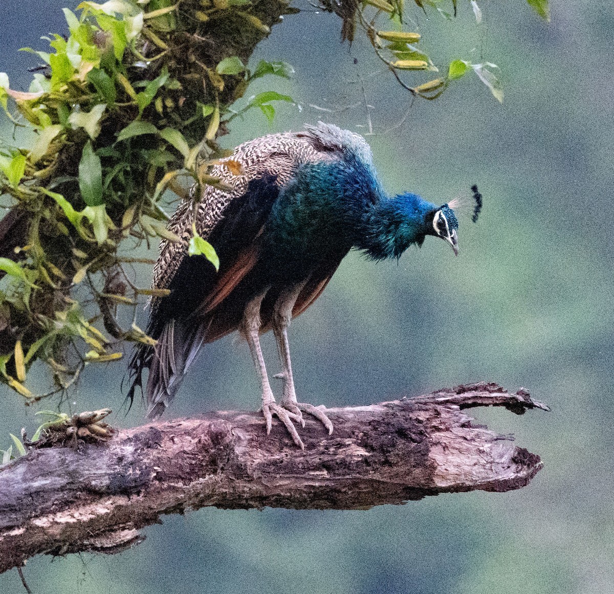Indian Peafowl - ML640343922