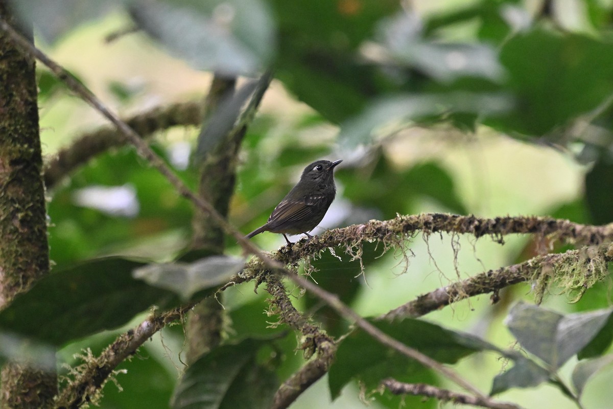 Olive-striped Flycatcher - ML640343935
