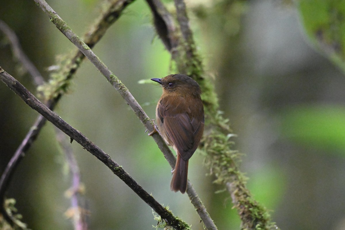 Bronze-olive Pygmy-Tyrant - ML640343940