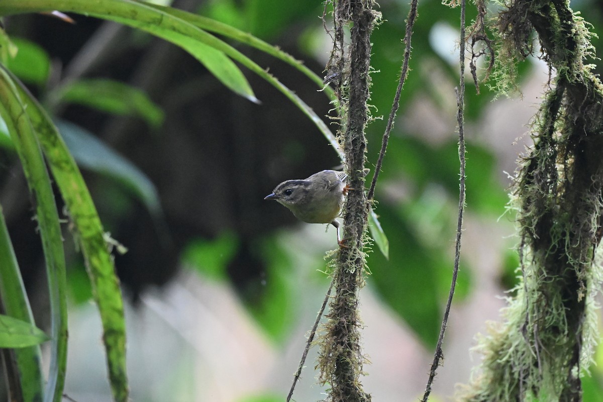 Three-striped Warbler - ML640343952