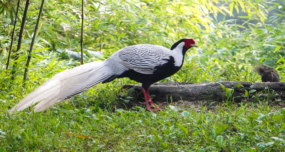Silver Pheasant - ML640344000
