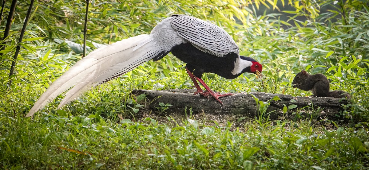 Silver Pheasant - ML640344003