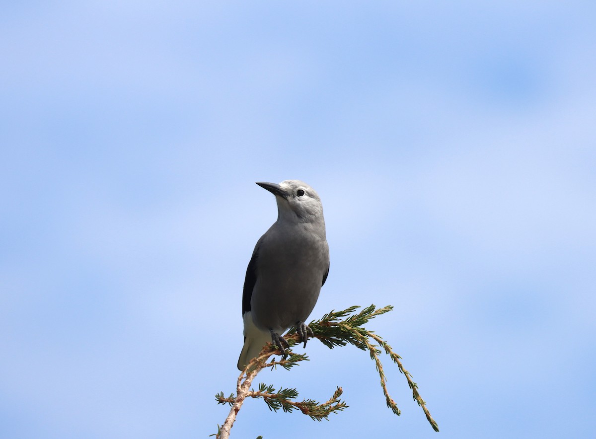 Clark's Nutcracker - ML640344011