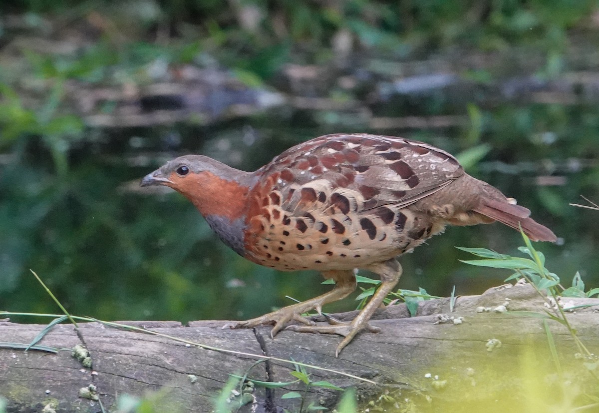 Chinese Bamboo-Partridge - ML640344016