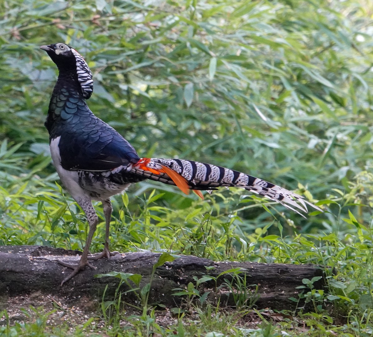Lady Amherst's Pheasant - ML640344023