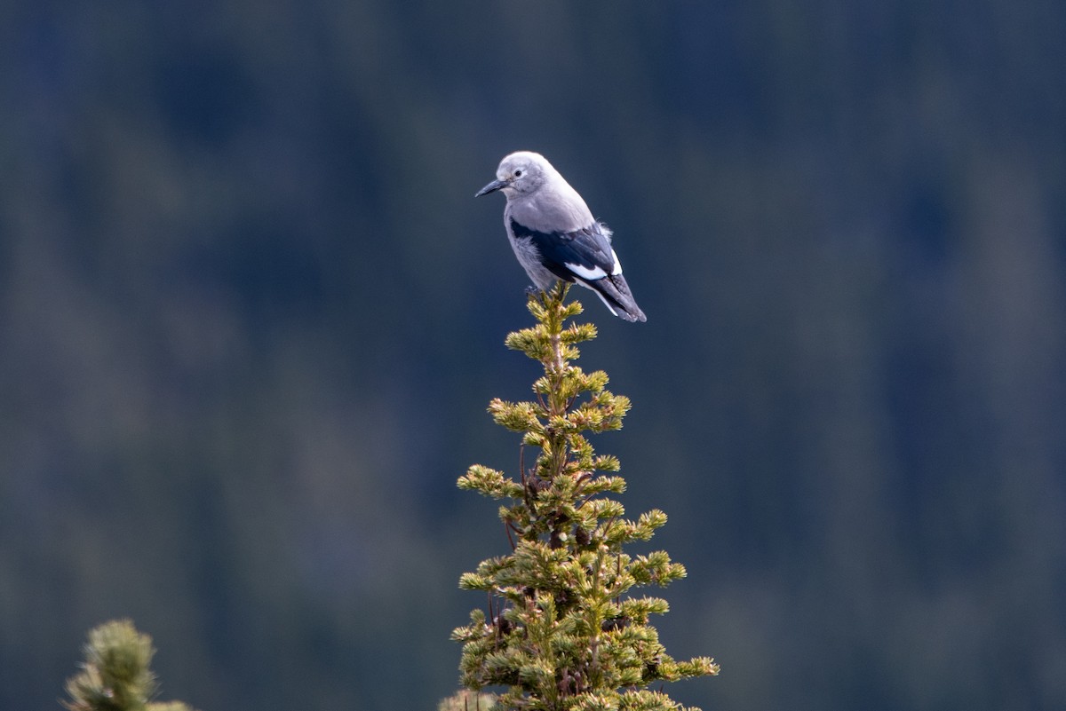 Clark's Nutcracker - ML640344059