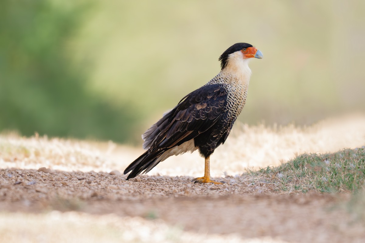 Caracara huppé (cheriway) - ML640344090