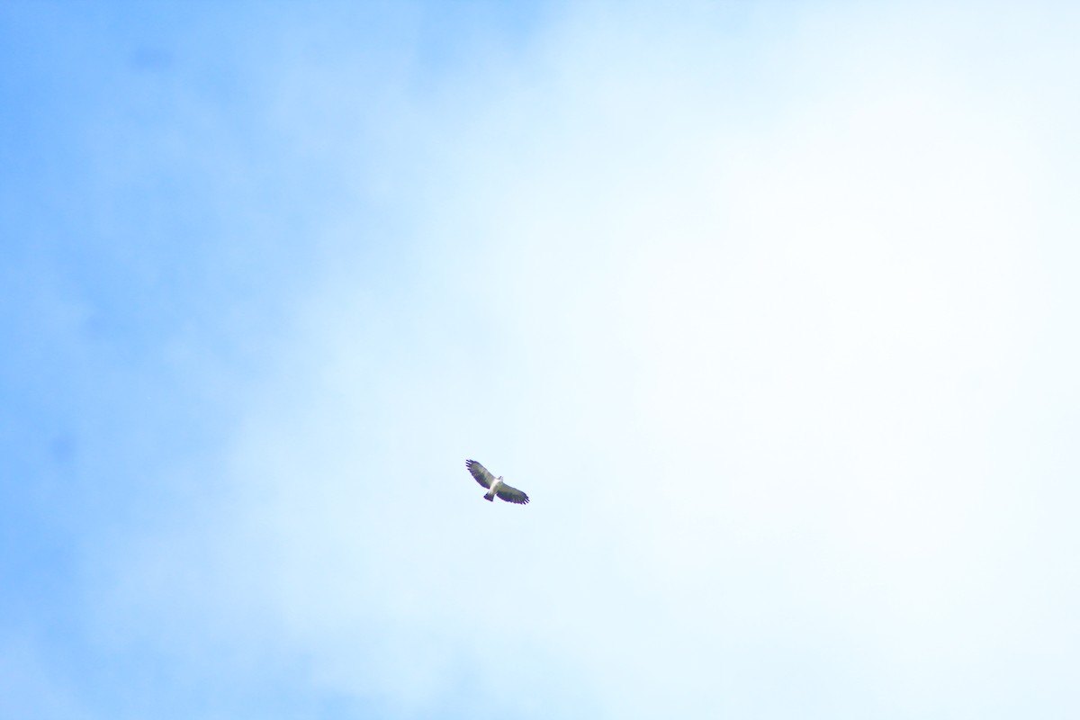 Short-tailed Hawk - ML640344094