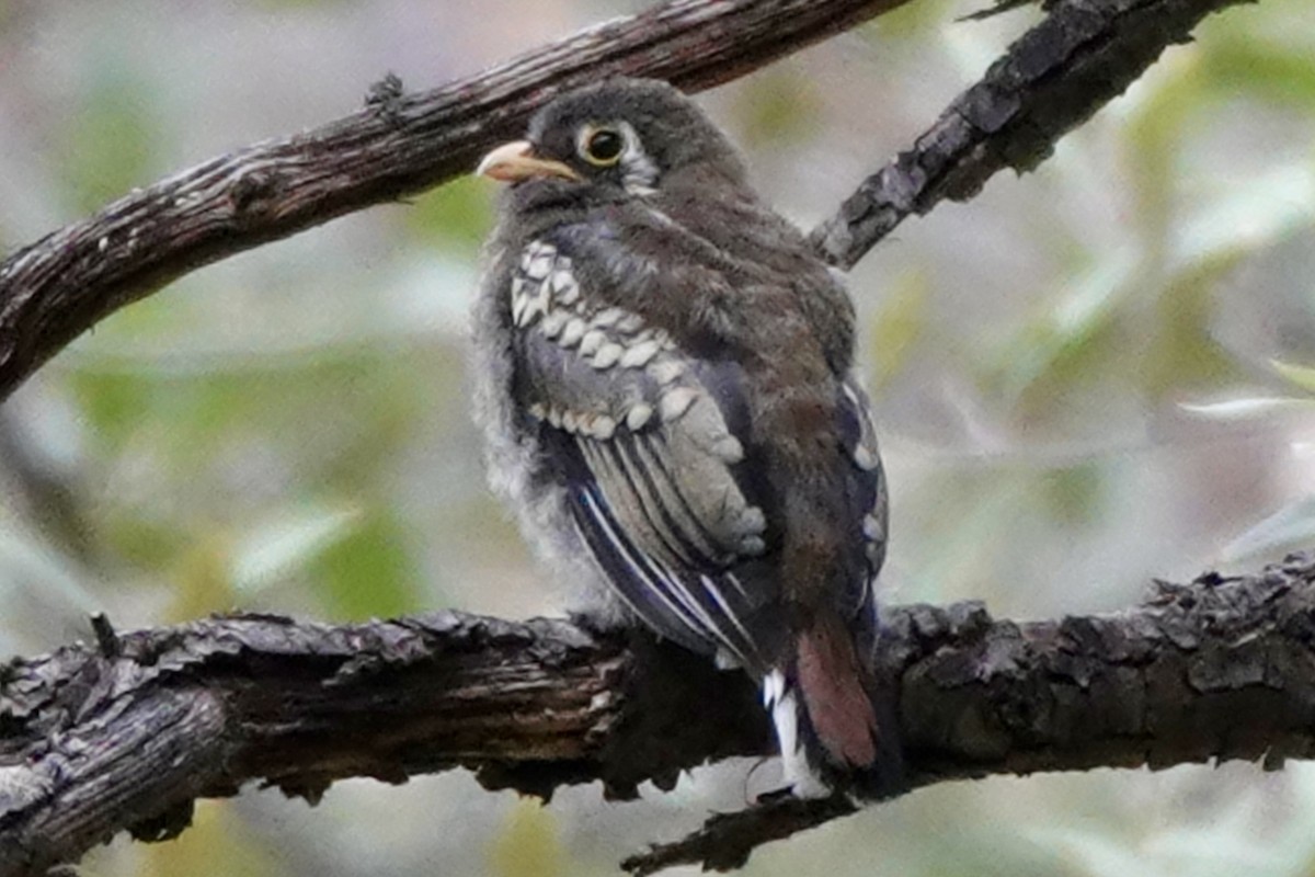 Elegant Trogon (Coppery-tailed) - ML640344113