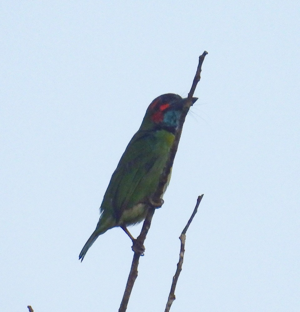 Black-eared Barbet - ML640344136