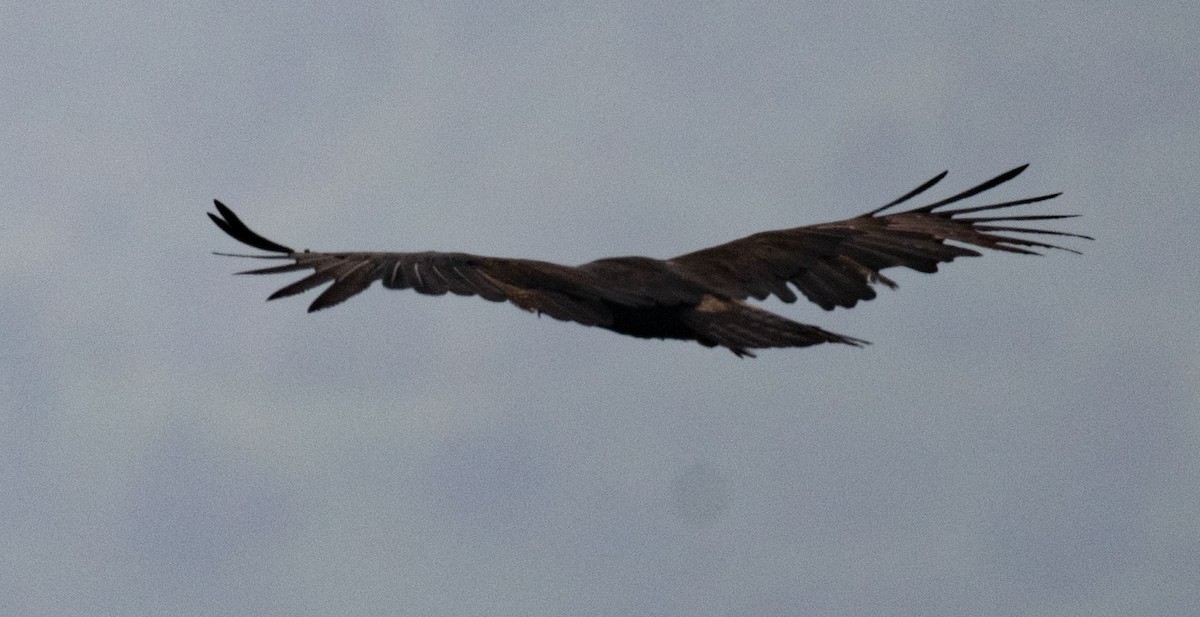 Black Eagle - ML640344167