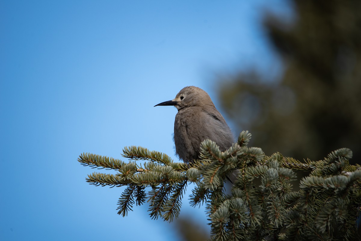 Clark's Nutcracker - ML640344192