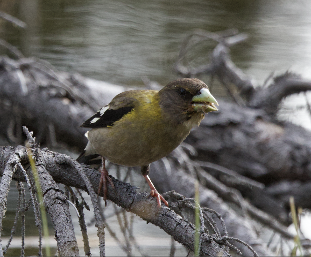 Evening Grosbeak - ML640344229