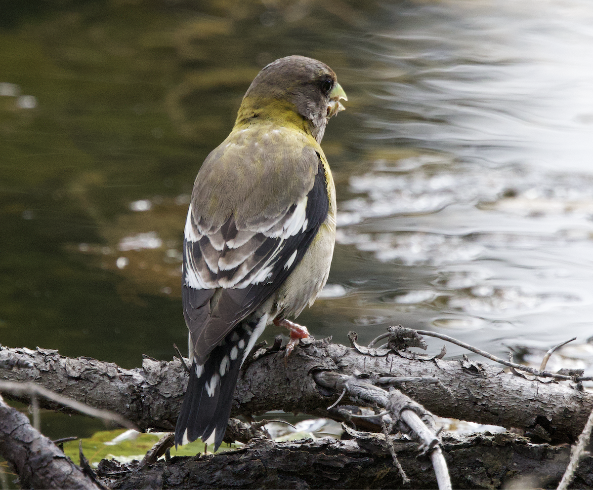 Evening Grosbeak - ML640344246