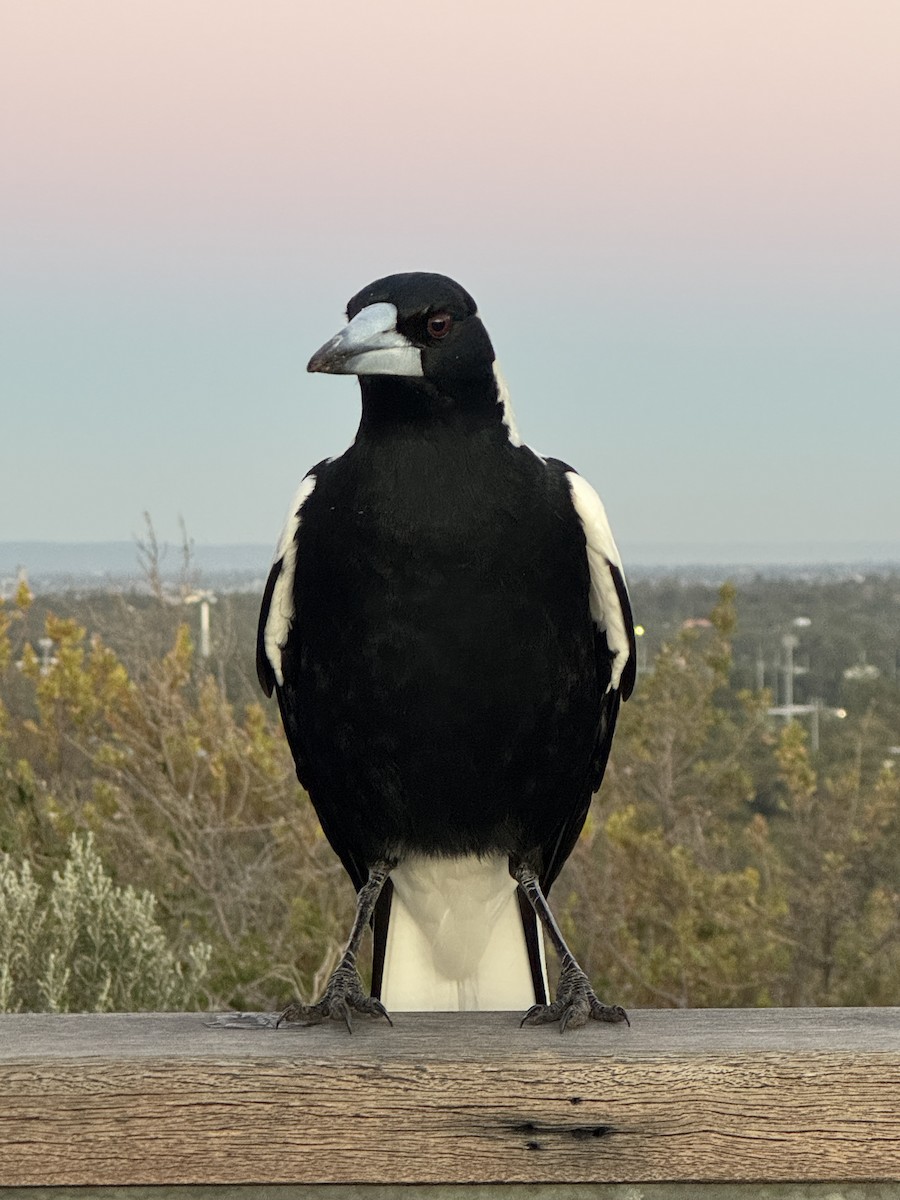 Australian Magpie (Western) - ML640344256