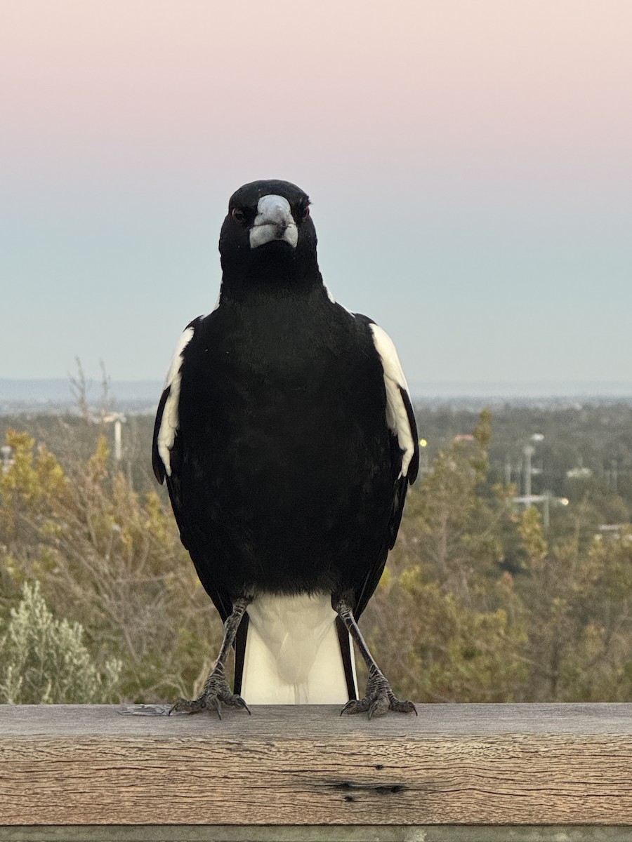Australian Magpie (Western) - ML640344261
