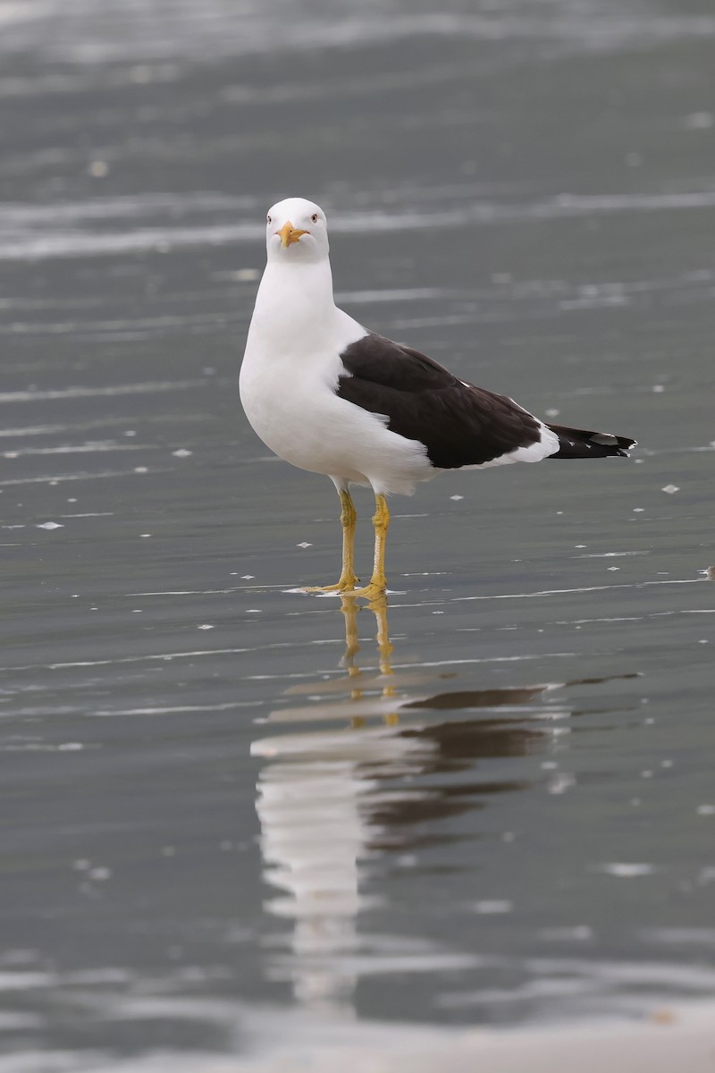Kelp Gull - ML640344264