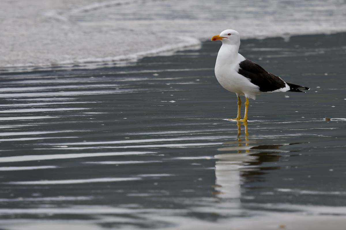 Kelp Gull - ML640344265