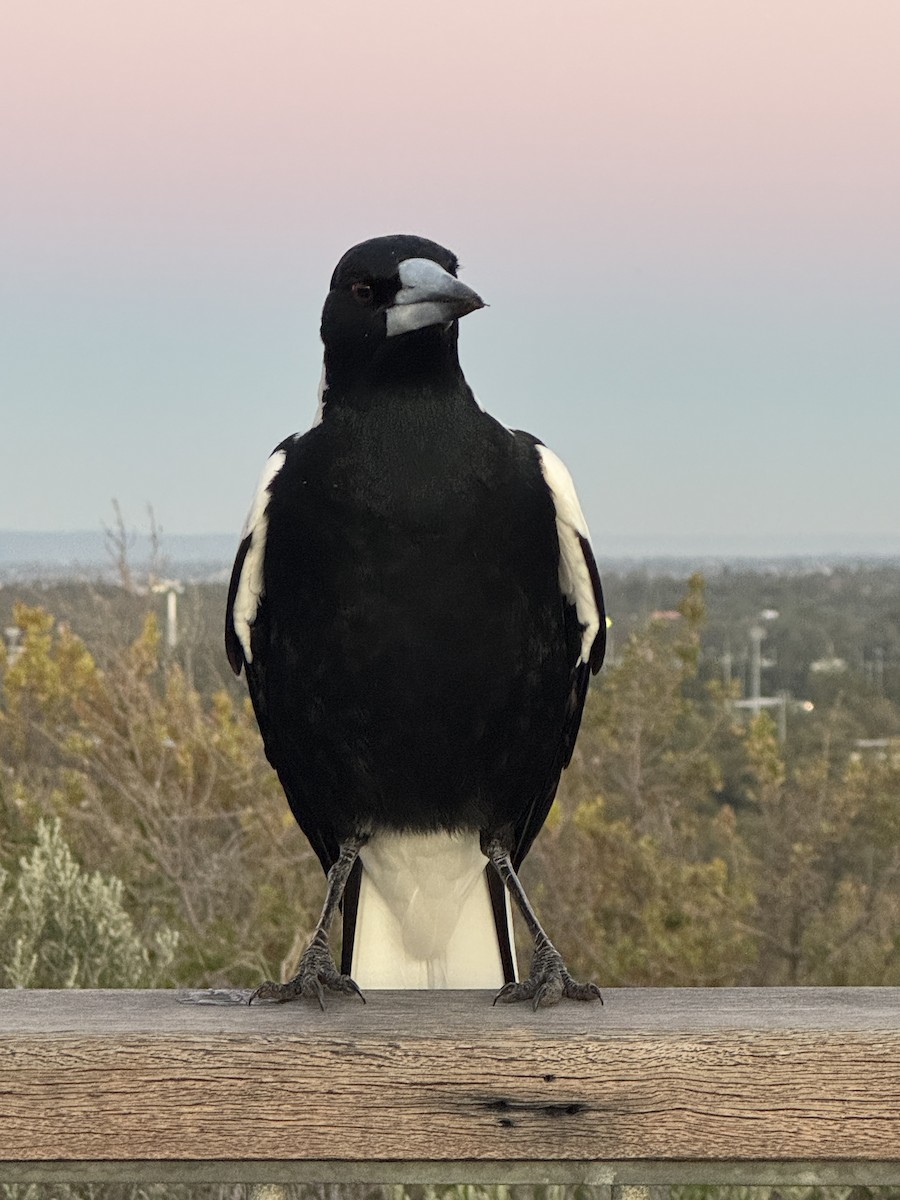 Australian Magpie (Western) - ML640344267