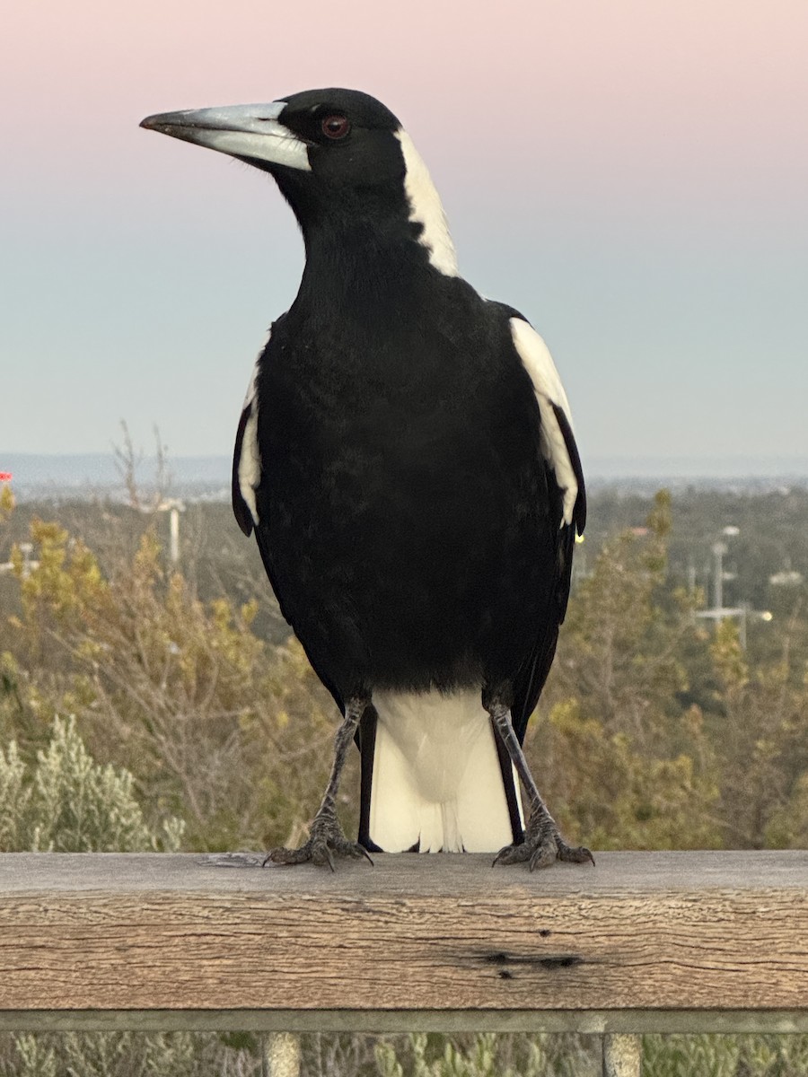 Australian Magpie (Western) - ML640344272