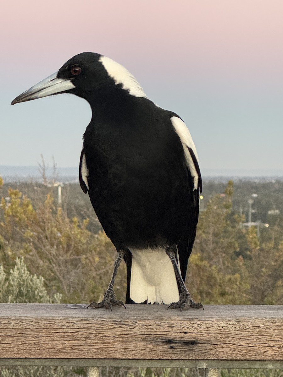 Australian Magpie (Western) - ML640344273