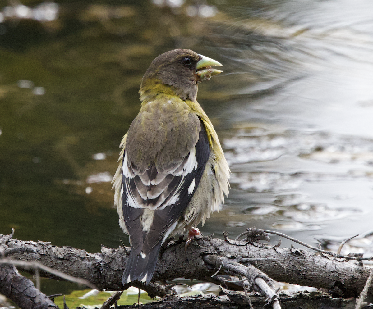 Evening Grosbeak - ML640344276