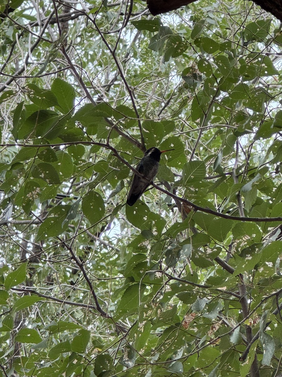 White-eared Hummingbird - ML640344278