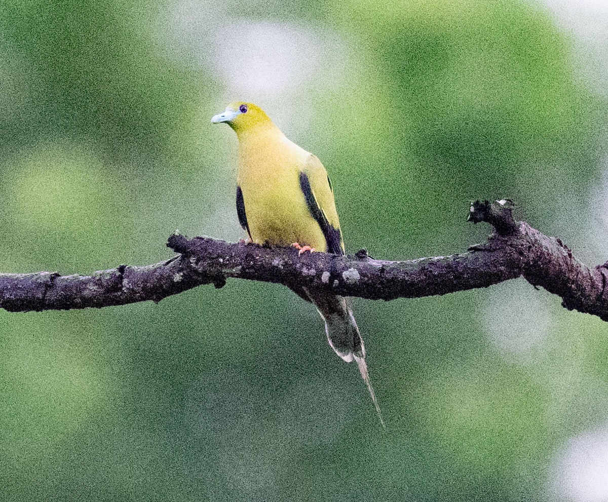 Pin-tailed Green-Pigeon - ML640344284