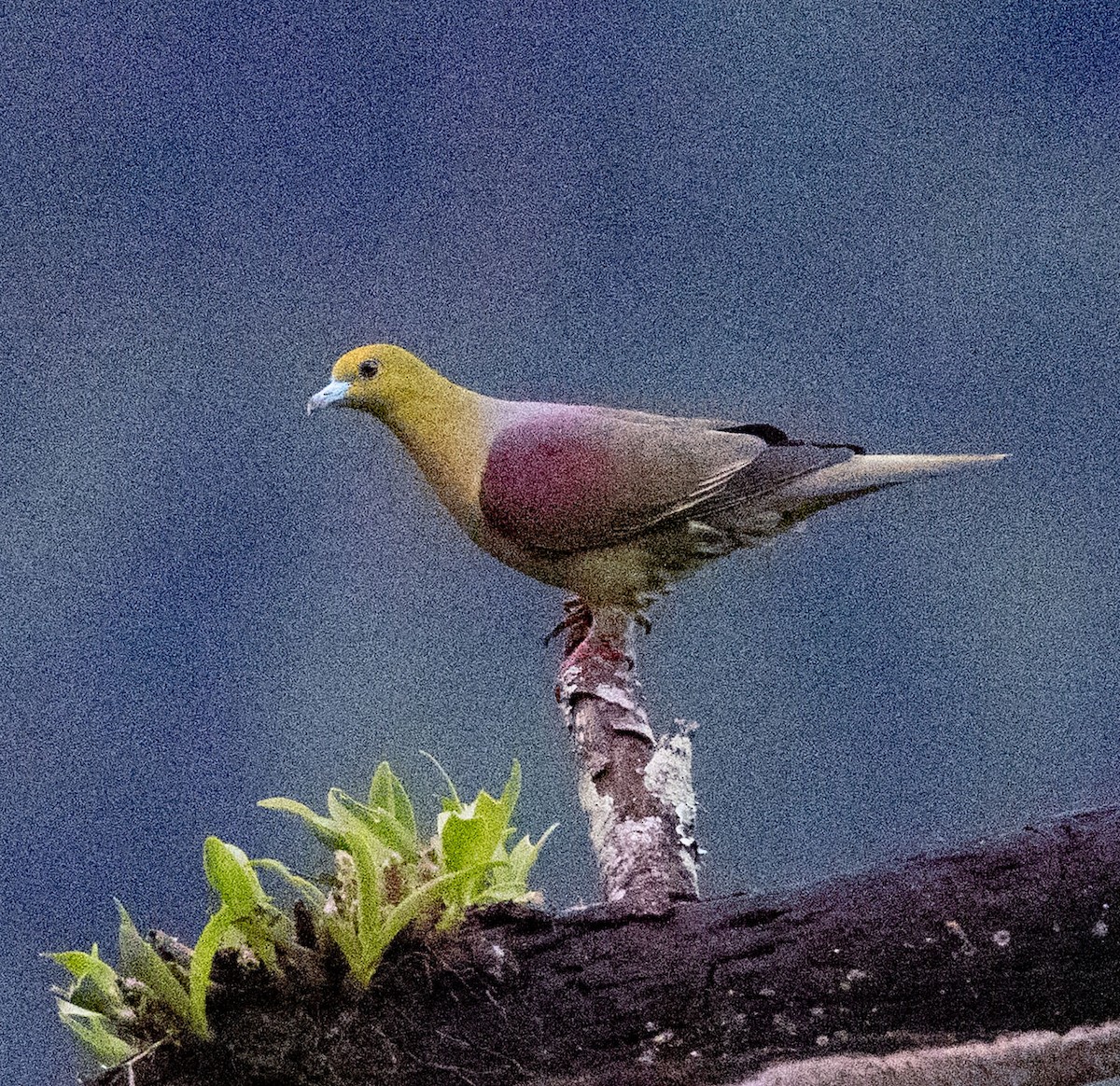 Wedge-tailed Green-Pigeon - ML640344290