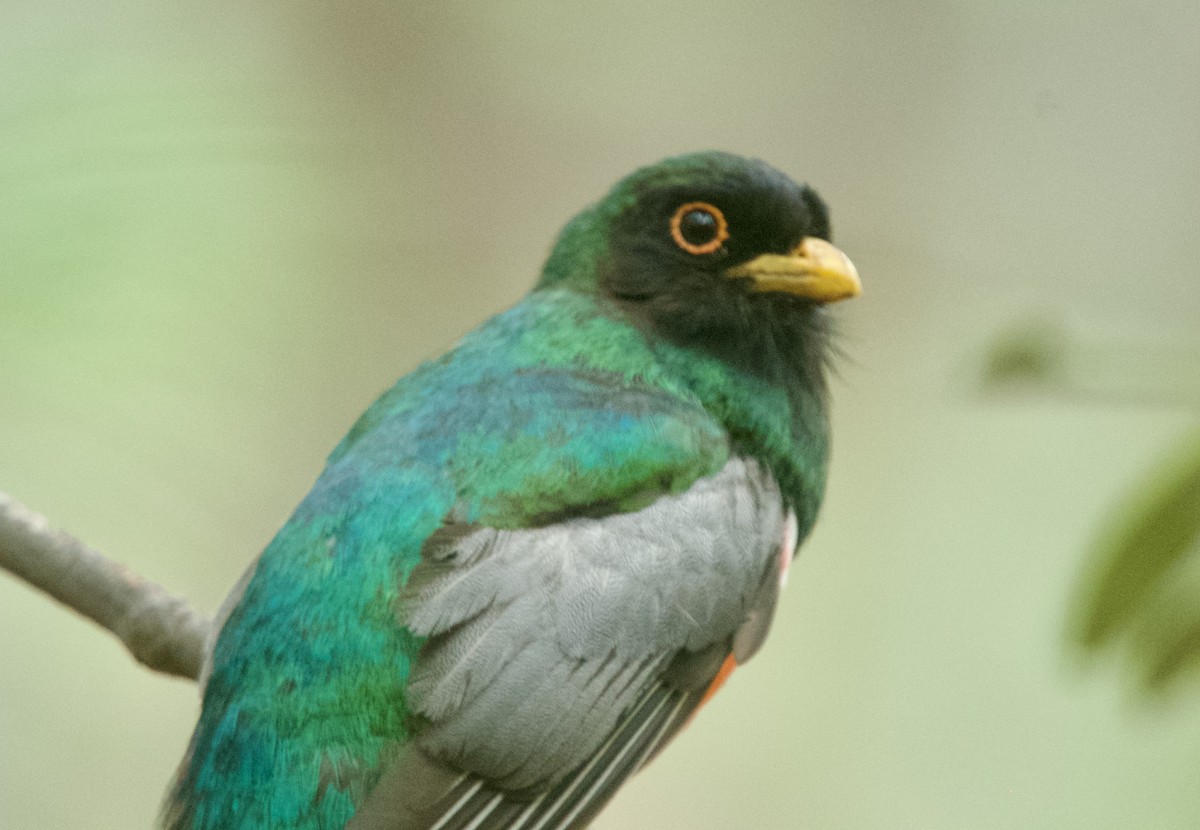 Elegant Trogon (Coppery-tailed) - ML640344293