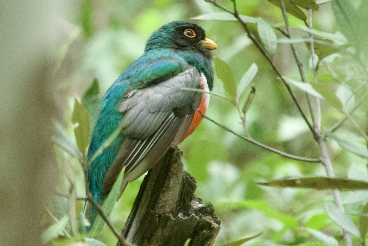Elegant Trogon (Coppery-tailed) - ML640344294