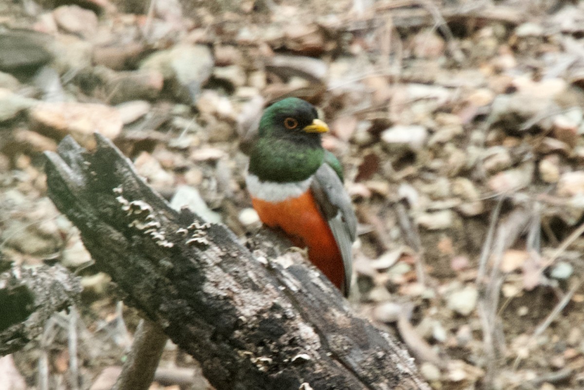 Elegant Trogon (Coppery-tailed) - ML640344295