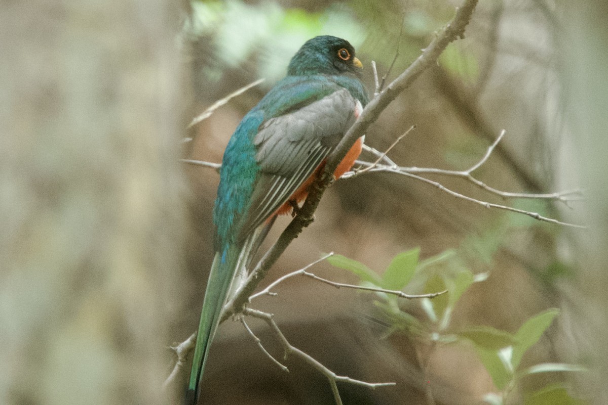 Elegant Trogon (Coppery-tailed) - ML640344296