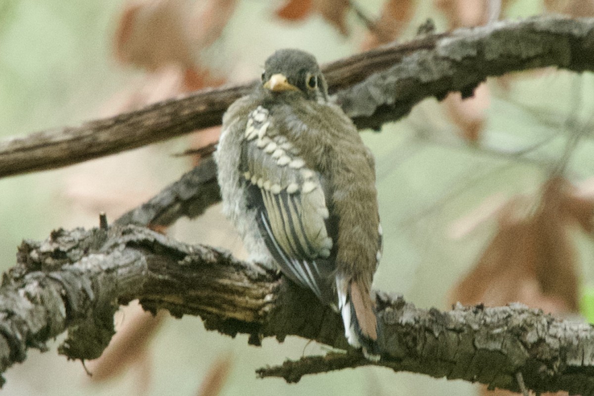 Elegant Trogon (Coppery-tailed) - ML640344297