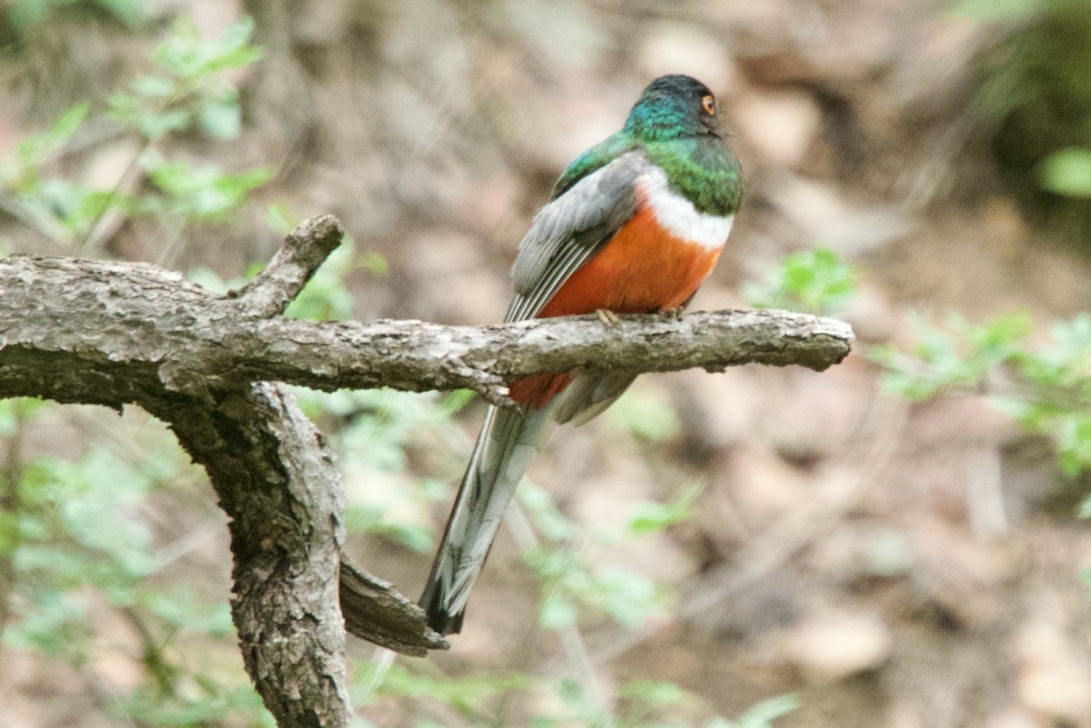Elegant Trogon (Coppery-tailed) - ML640344298