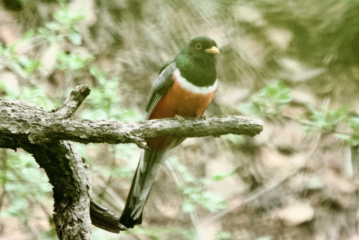 Elegant Trogon (Coppery-tailed) - ML640344299