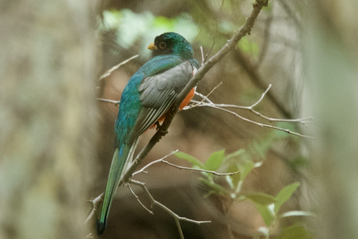 Elegant Trogon (Coppery-tailed) - ML640344300