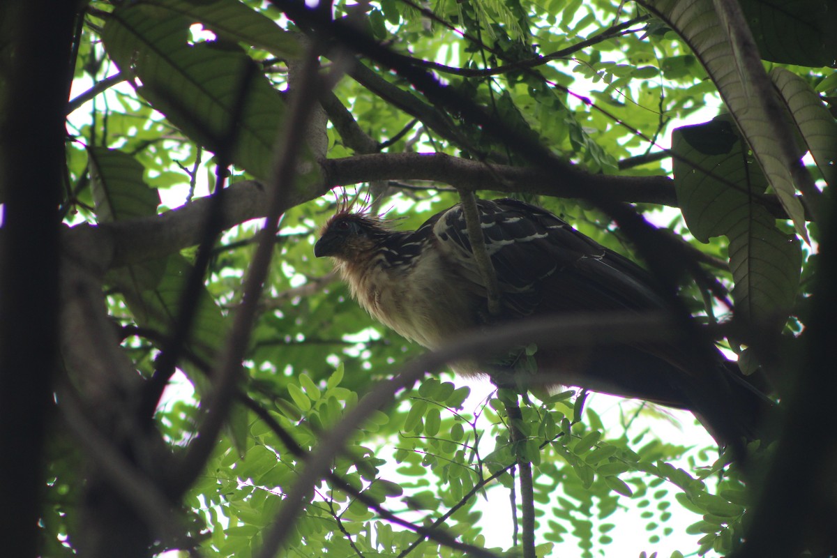 Hoatzin - ML640344359