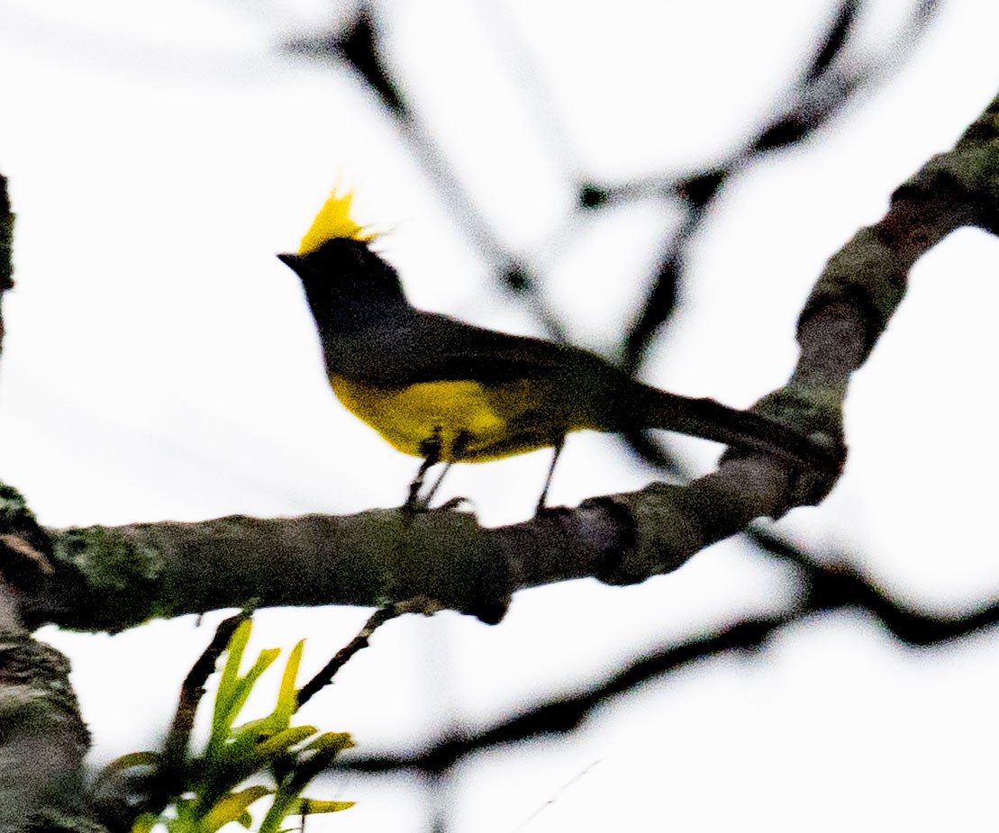 Sultan Tit - ML640344363