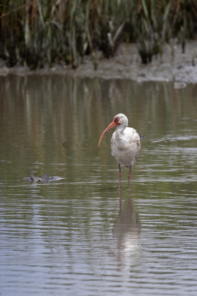White Ibis - ML640344365