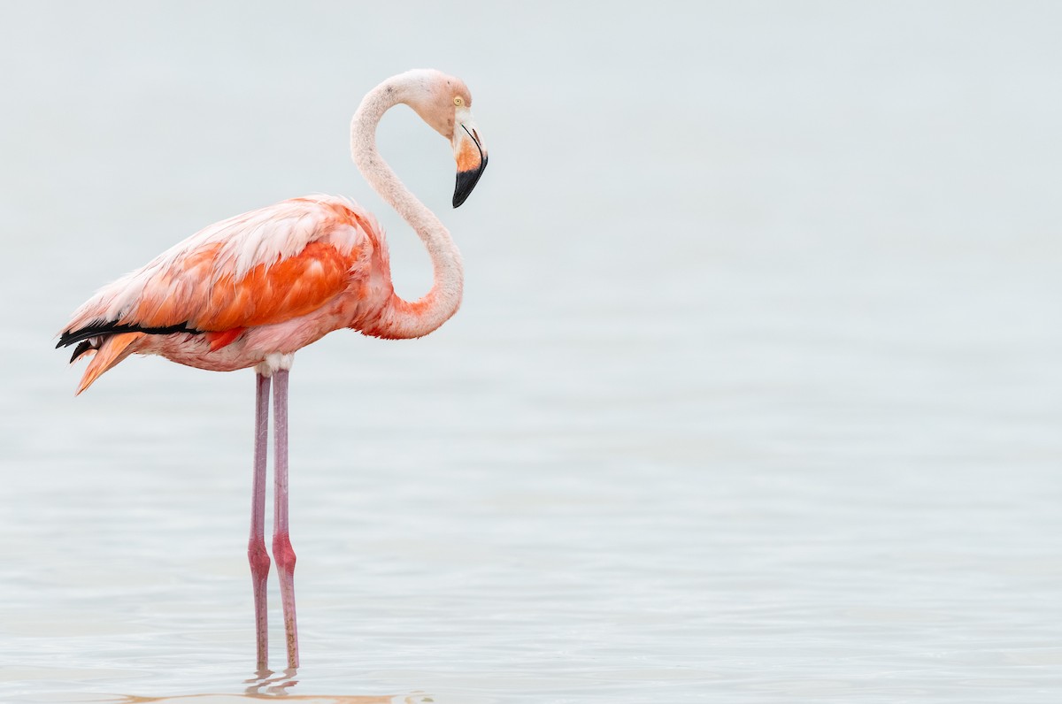 American Flamingo - ML640344374