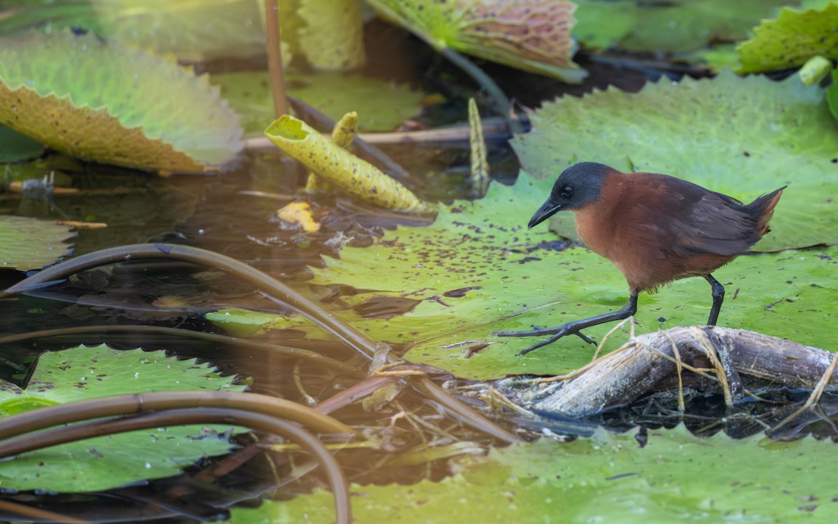 Ruddy Crake - ML640344413