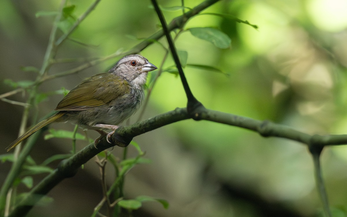 Green-backed Sparrow - ML640344450