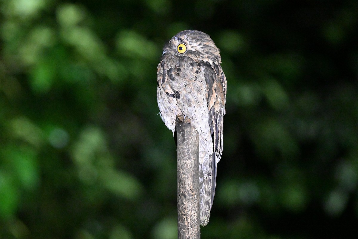 Common Potoo - ML640344505