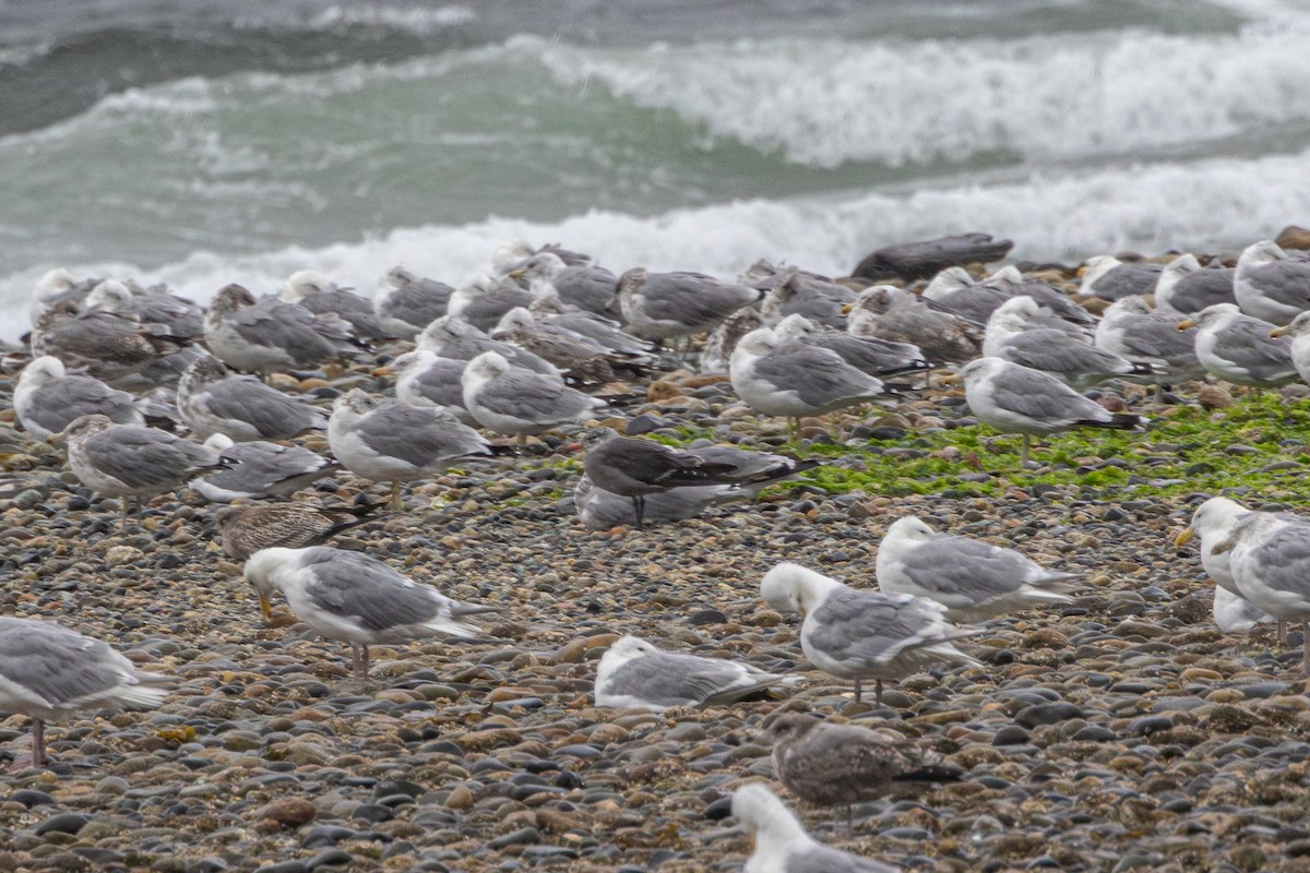 Heermann's Gull - ML640344565