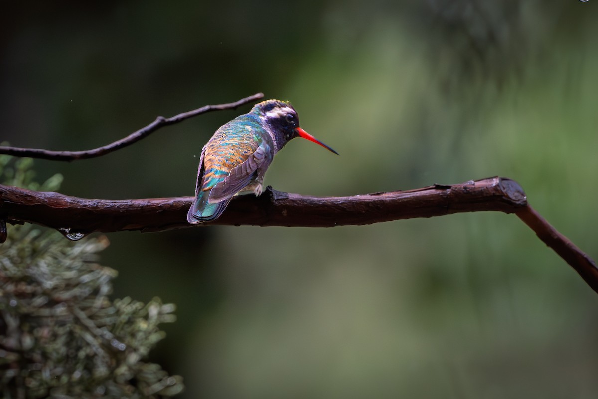 White-eared Hummingbird - ML640344626