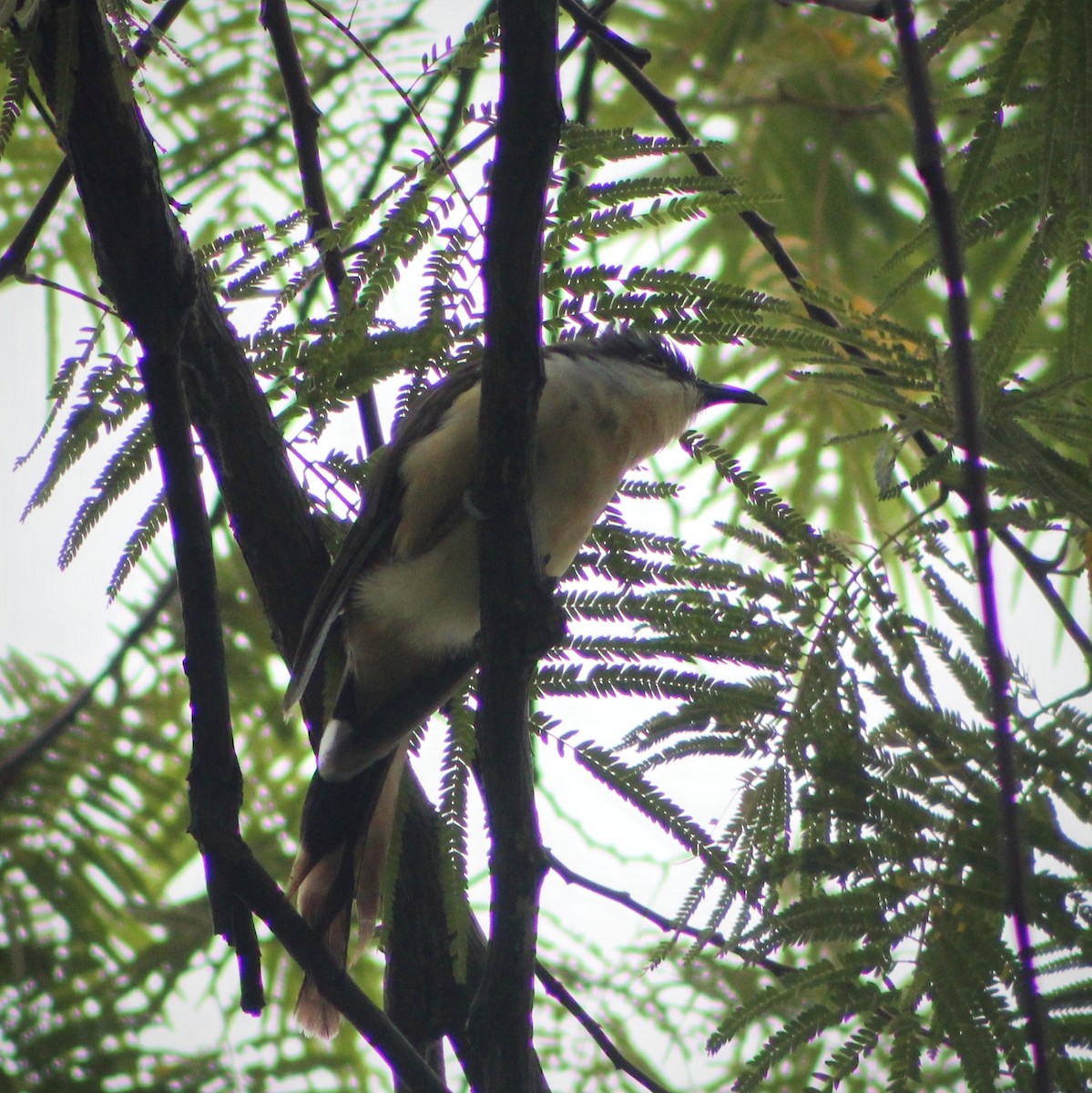 Dark-billed Cuckoo - ML640344658